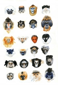 Exposition Welcome Album Guillaume Trouillard planche singes