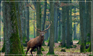 Un cerf dans la forêt